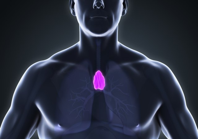 Nova studija: Organ koji se smatrao 